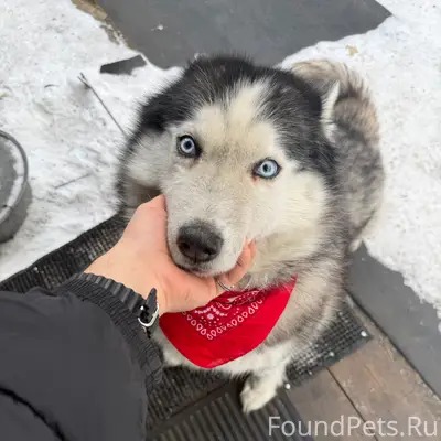 ПРОПАЛА СОБАКА !!! 14.02 прибл...