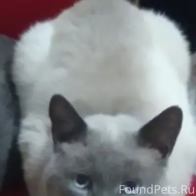 🆘🆘🆘ПРОПАЛ КОТ. ОШЕЙНИК ГОЛУБОЙ...