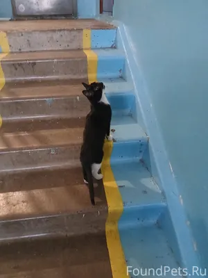 Кошечка сидит в моем подъезде ...