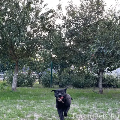 Потерялась собака в районе д.М...