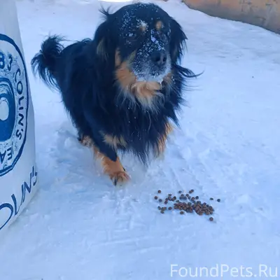 🆘❗🆘❗Кто потерял собаку?! ❗🆘❗🆘 ...