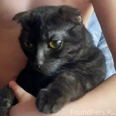 Адресу Ленина 119, пропала кош...