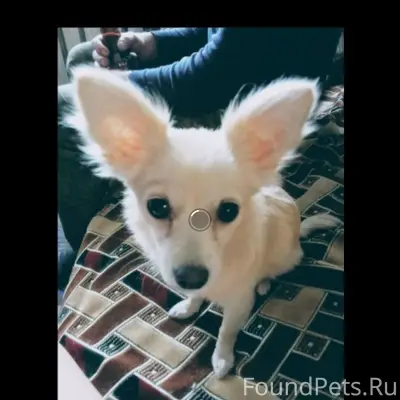 Пропала собака цвет кремовый ч...