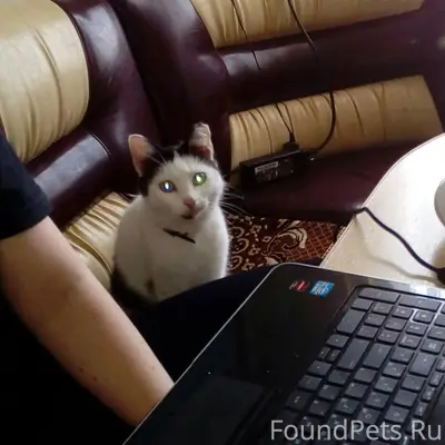 Пропала кошка!!!! В районе Арх...