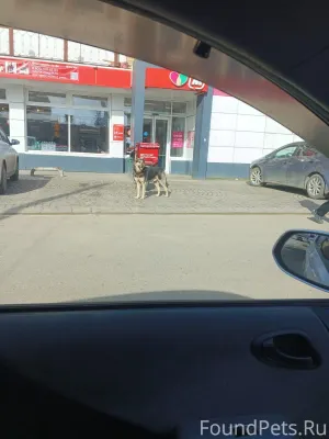 Декабристов 59 возле магнита б...