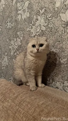 Здравствуйте,пропал кот,если к...