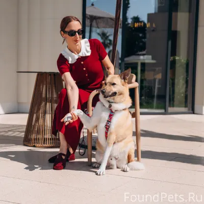 🧡 Койро ищет дом 🧡 все...