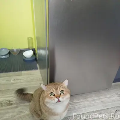 На О. Зеленый в районе пятероч...