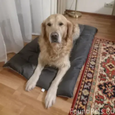 *** НАЙДЕН *** Потерялась соба...