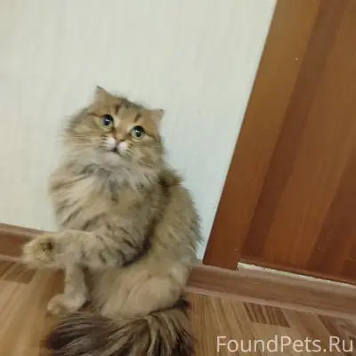 Найдена кошка. Хозяева отзовит...