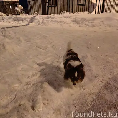 КТО ПОТЕРЯЛ СОБАКУ? Добрый ден...