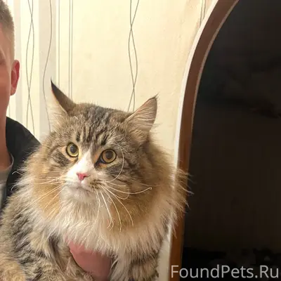 Пропал кот Мейн-кун на улице.....