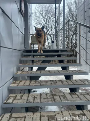 «Овчарка сидит на ступеньках "...