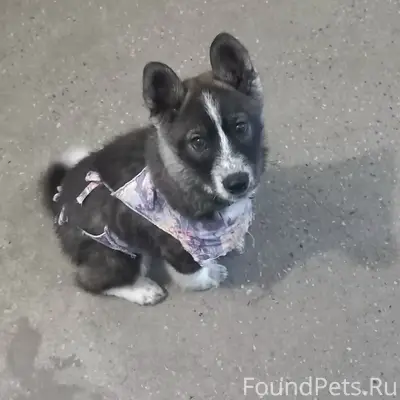 Найден щенок.Район ПАТП Придер...