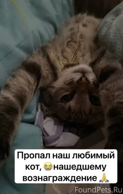 Пропал кот,6 мес. Выбежал на.....