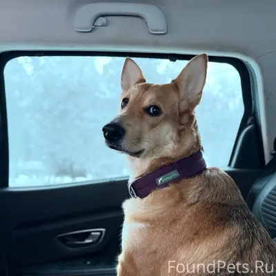 ❗️❗️ПОИСК СОБАКИ ❗️❗️ СПб Прио...