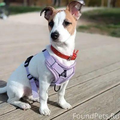 ПОМОГИТЕ НАЙТИ СОБАКУ! район Ц...