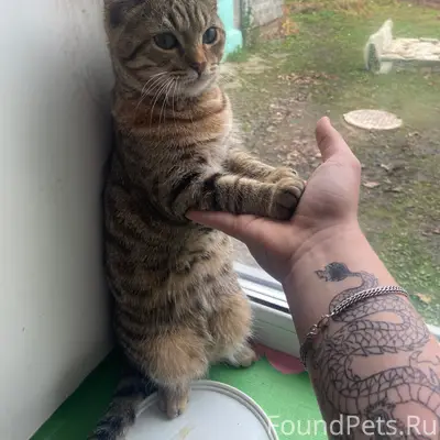 Здравствуйте пропал кот в райо...