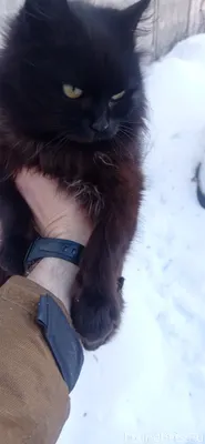 Найдена кошка в квадрате :Герц...