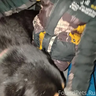 🐶 ‼️Замечена собака, сегодня у...