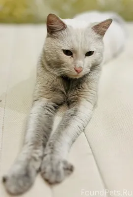 Найден прекрасный кот! Ласковы...