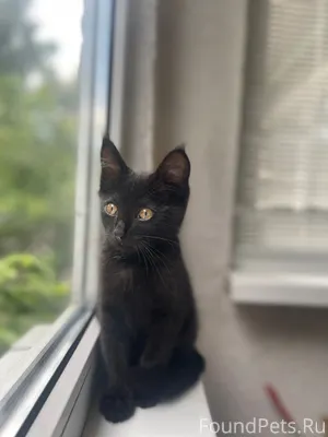 🐈‍⬛Пропал любимый кот, может к...