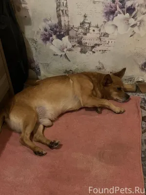 Потерялась собака по ул.Револю...