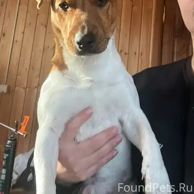 Срочно! Пропал пес, Джек-Рассе...