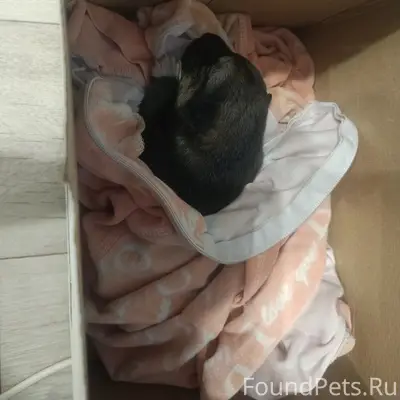 Найден щенок, совсем маленький...