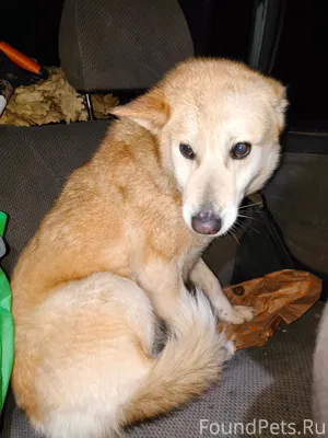 Найдена собака.. девочка 1.5-3...