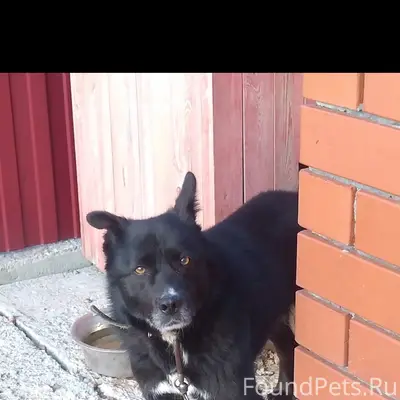 Убежала собака, район централь...