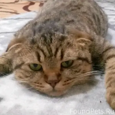 Пропал кот в селе Озёрки, если...