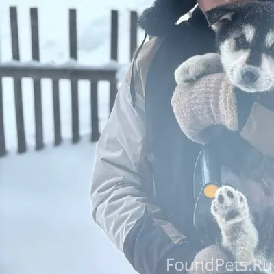 Потерялся щенок,примерно вчера...