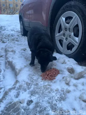 Добрый день! Чья потеряшка ? Н...