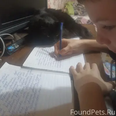 Доброго времени суток!пропал к...