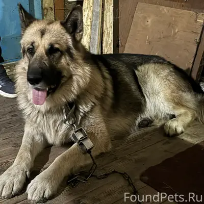 Пропал пес кобель, кличка Граф...