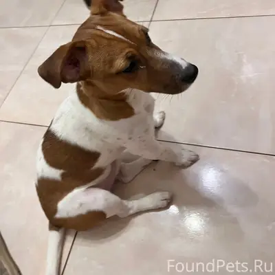 14.02 найден молодой пес пород...