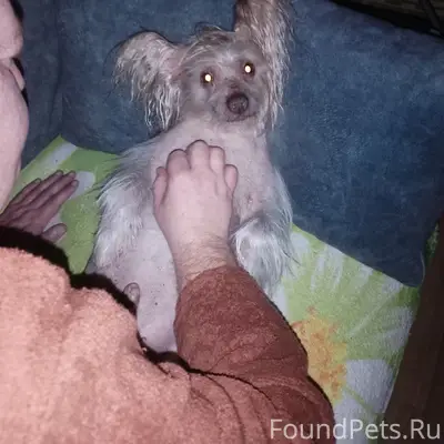 Потерялась собака по кличке Кл...