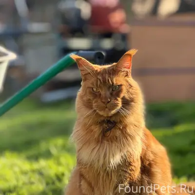 Пропал кот крупный Мейн Кун ( ...