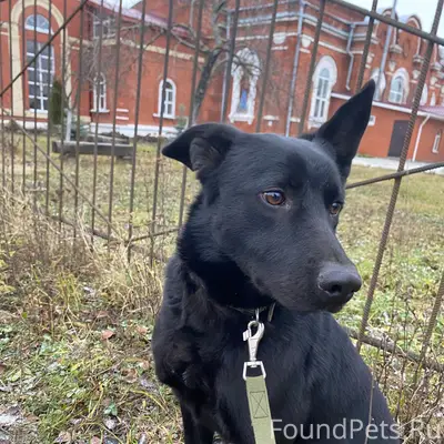 Пропал пес! Сбежал вчера вечер...