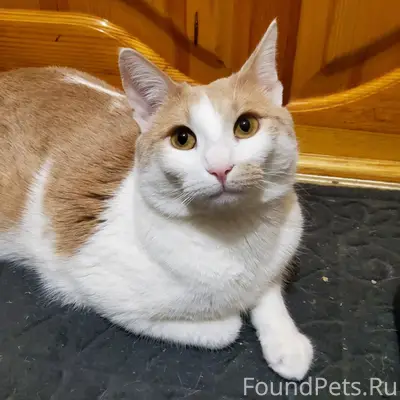 🆘СРОЧНО! ПРОПАЛ КОТ! ПОМОГИТЕ ...