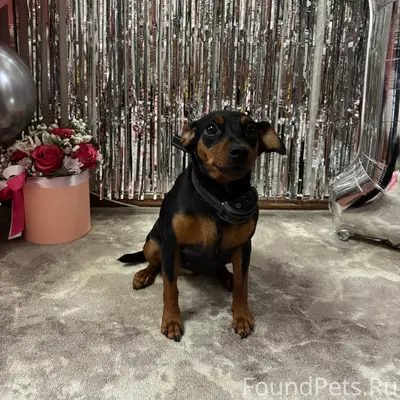 Потерялась собака цвергпинчер,...