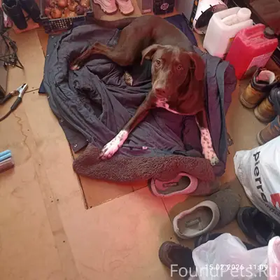 Найдена собака, кобель, молодо...