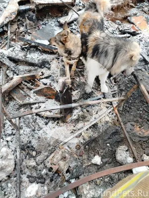 На месте взрыва: найдены две с...