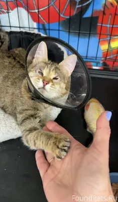 ХОЧУ ДОМОЙ! Кошечка МУР-МУРА К...