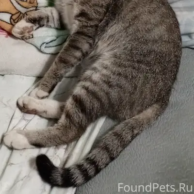 Пропал кот по кличке Барсик в....