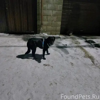 Собака уже несколько дней сиди...