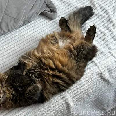 🆘 Пропала кошка! В районе ул.....