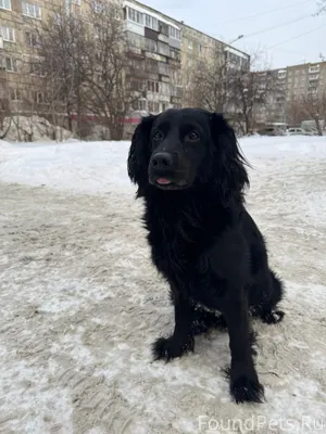 ❗️ НАЙДЕНА СОБАКА (р-н Вагонка...