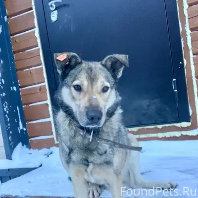 Убежал из дома пес Макс. Бегае...